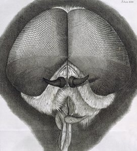 Mouche grise, observation XXXIX de la Micrographia de Hooke, 1664 - Robert Hooke