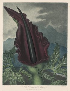 Le Dragon Arum, Calla noire ou Lys de Salomon, 1799-1807 - Robert John Thornton