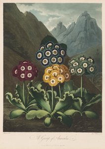 Le Temple de Flora, ou Jardin de la Nature : Un groupe d