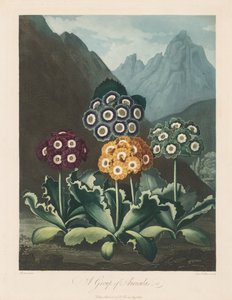 Le Temple de Flora, ou Jardin de la Nature : Un groupe d