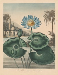 Le Temple de Flora, ou Jardin de la Nature : Nénuphar bleu égyptien - Robert John Thornton