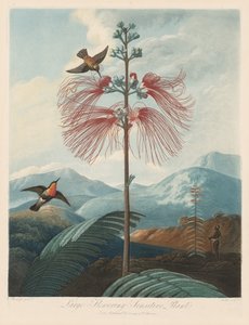 Le Temple de Flora, ou Jardin de la Nature : Grande Sensitive Fleurissante, 1799-1807 - Robert John Thornton
