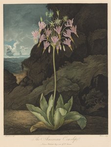Le Temple de Flora, ou Jardin de la Nature : La Primevère Américaine - Robert John Thornton