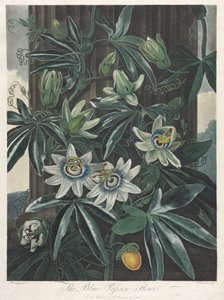 Le Temple de Flora, ou Jardin de la Nature : La Fleur de la Passion Bleue, 1800 - Robert John Thornton