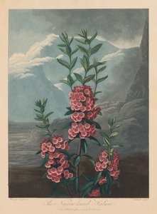 Le Temple de Flora, ou Jardin de la Nature : Le Kalmia à feuilles étroites, Laurier des montagnes, 1804