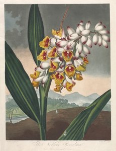 Le Temple de Flora, ou Jardin de la Nature : Le Renealmia penché - Robert John Thornton