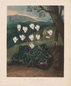 Le temple de Flora, ou Jardin de la nature : Le Cyclamen persan - Robert John Thornton