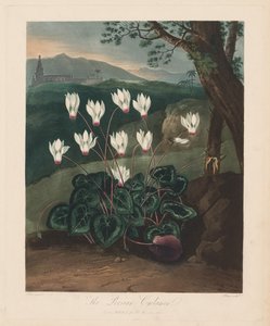 Le Temple de Flora, ou Jardin de la Nature : Le Cyclamen persan, 1799-1807 - Robert John Thornton