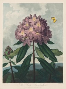 Le Temple de Flora, ou Jardin de la Nature : Le Rhododendron Pontique, 1799-1807 - Robert John Thornton