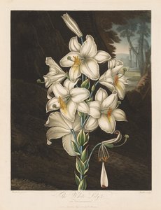 Le Temple de Flora, ou Jardin de la Nature : Le Lys Blanc à Feuilles Panachées - Robert John Thornton