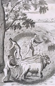 La manière de fouler leur riz, de An Historical Relation of the Island Ceylon, pub. 1681