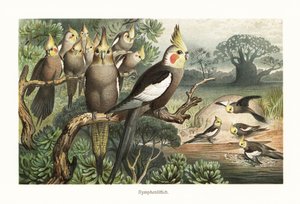 Troupe de calopsittes, Nymphicus hollandicus, à un point d