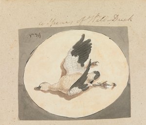 Une espèce de canard sauvage - Robert Mabon