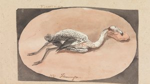 Flamant rose - Robert Mabon