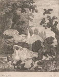 Oiseaux aquatiques - Robert Robinson