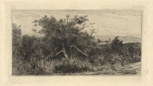 Arbre noueux