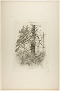 Vieux arbres à Naushon Island - Robert Swain Gifford
