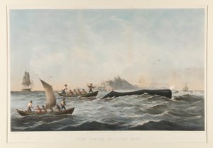 Chasse à la baleine, n° 1 Le Cas