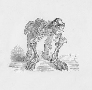 Squelette du Mégathérium, vers 1885, 1890 - Robert Taylor Pritchett