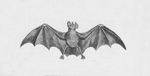 Chauve-souris vampire, vers 1885, 1890 - Robert Taylor Pritchett