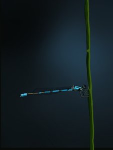 Demoiselle, 2022