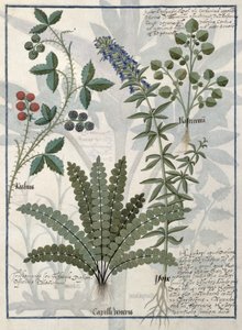 Fougères, ronces et fleurs, illustration du Livre des simples médecines par Mattheaus Platearius - Robinet Testard
