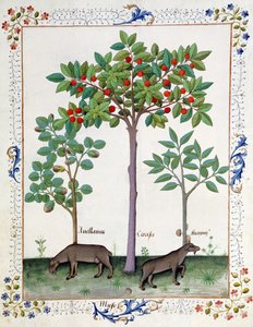 Noisetier (à gauche) et cerisier (au centre), illustration du Livre des simples médecines par Mattheaus Platearius 162r