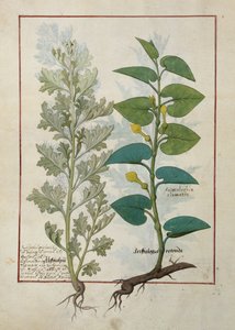 Illustration du Livre des simples médecines de Mattheaus Platearius - Robinet Testard