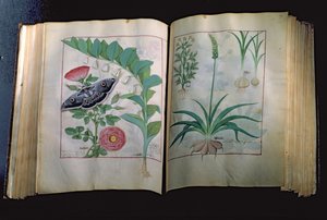 Ms Fr. Fv VI #1 Deux pages représentant Rose et Ail, du Livre des simples médecines par Mattheus Platearius (décédé vers 1161) vers 1470 - Robinet Testard
