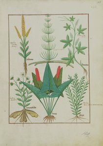 Ms Fr. Fv VI #1 fol.125r Rangée du haut : Maïs, Equisetum et Labruscae flos. Rangée du bas : Marguerite, Jarus et Marjolaine, illustration de Le Livre Simple des Médicaments, par Mattheaus Platearius (d.c.1161) vers 1470 - Robinet Testard