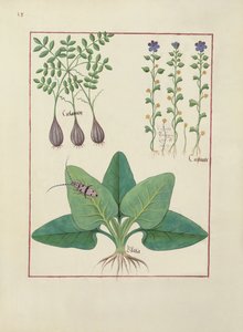Illustration du Livre des Simples Médecines par Mattheaus Platearius (d.c.1161) c.1470