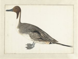 Canard pilet - Rochus van Veen