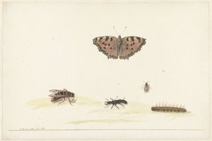 Feuille d