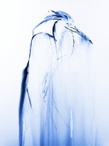 Héron bleu en vol - RodMacIver