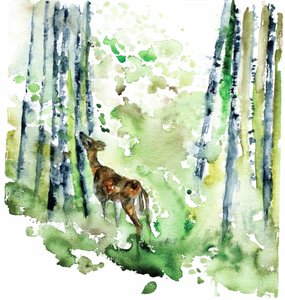 Aquarelle « Faon des bois » - RodMacIver