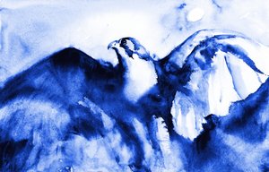 Le faucon bleu en plein vol - RodMacIver