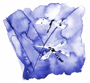 Libellules bleues à l
