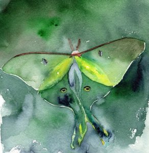 Papillon de nuit « Moon Moth » à l