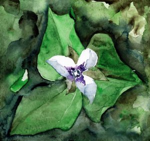 Fleur de trille blanc - RodMacIver