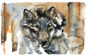 Aquarelle « Loup sauvage » - RodMacIver