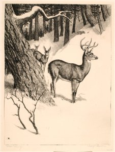 Deer Family