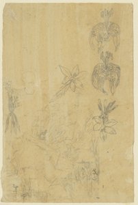 Études de fleurs et femmes se baignant - Rodolphe Bresdin