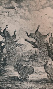 Les Paons, 1869, 1946 - Rodolphe Bresdin