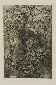 Branches d