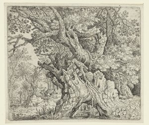 Arbres noueux près de l