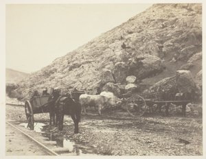 Bétail et charrettes, quittant Balaklava - Roger Fenton