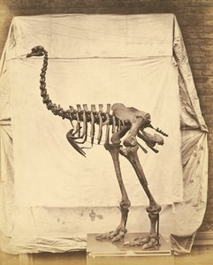 Dinornis Elephantopus Dinosaure - Roger Fenton