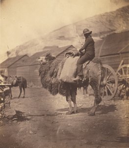 [Homme montant un chameau] - Roger Fenton