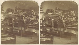 Le Mégathérium, British Museum - Roger Fenton