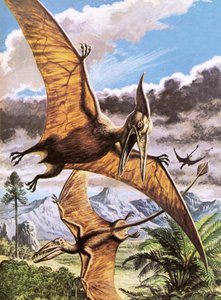 Pteranodon (en haut) et Rhamphorhynchus (en bas) - Roger Payne